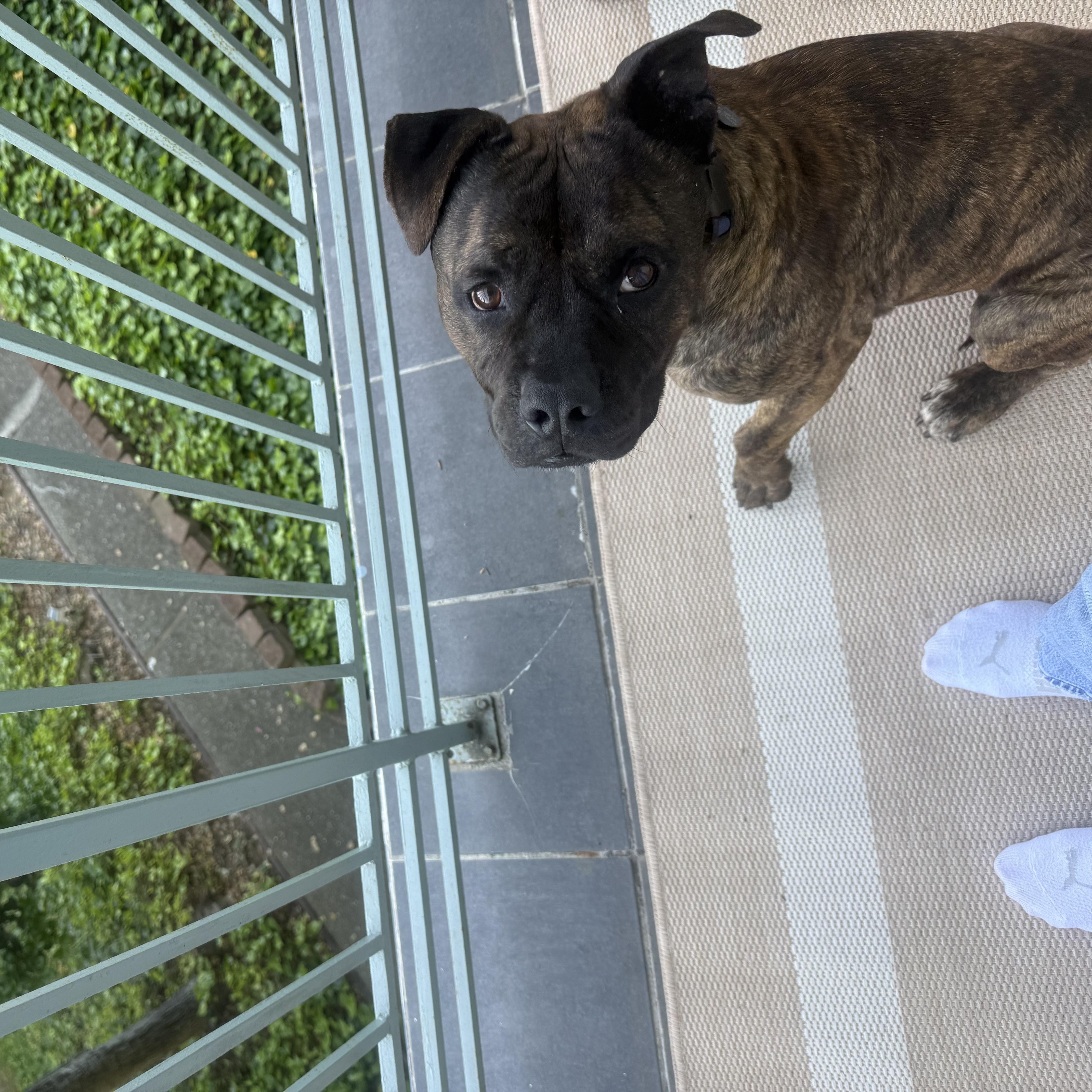 Kane , a ADOPTABLE mixed breed in Hayward, CA image 3/6