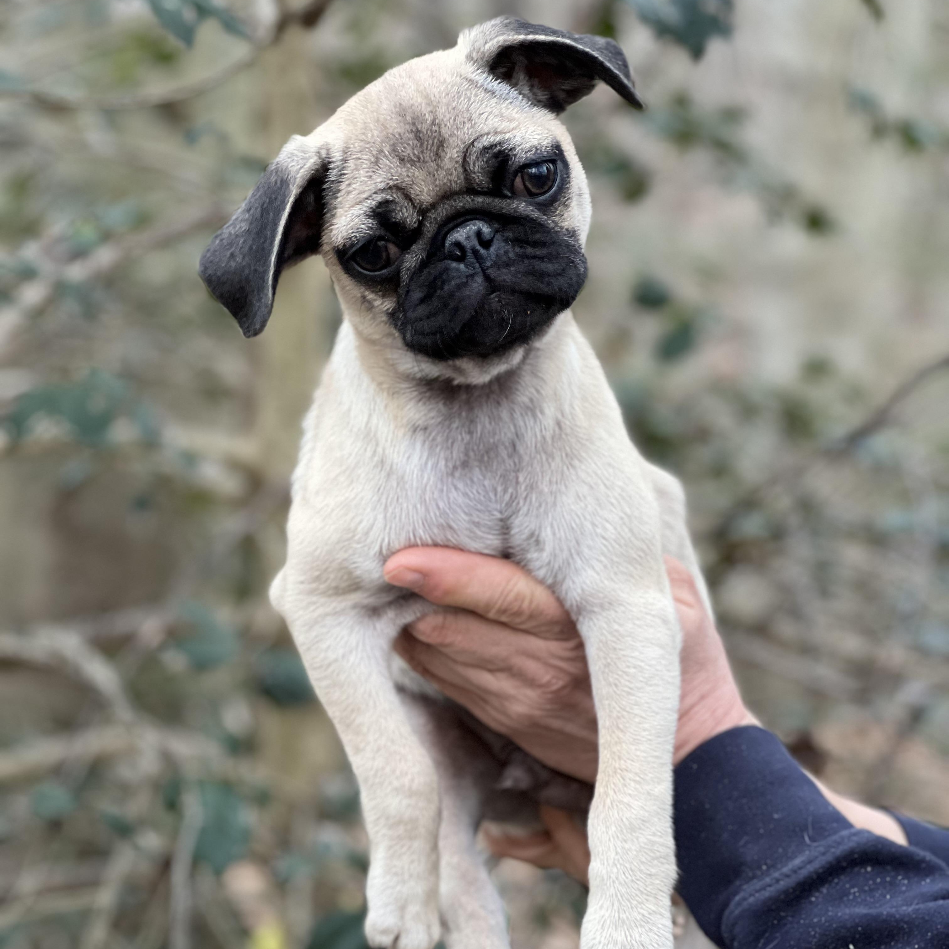 Enlarge Clover, an adopted Pug in Hughesville, MD image 1/1