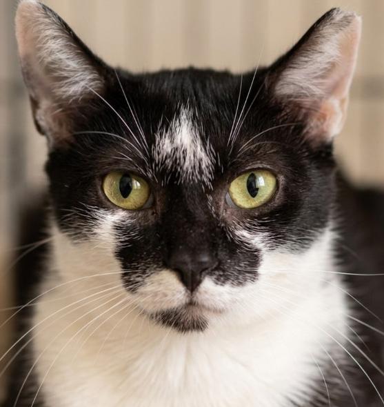 Layla, a ADOPTABLE American Shorthair in Union City, NJ image 4/6