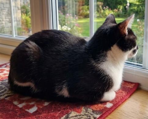 Layla, a ADOPTABLE American Shorthair in Union City, NJ image 3/6