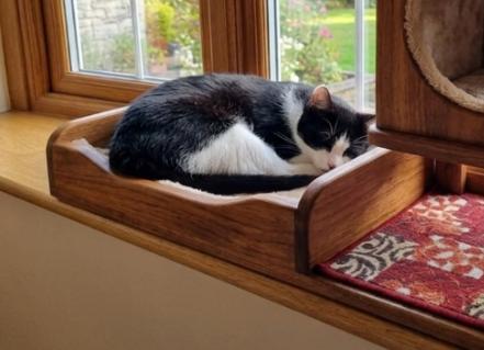 Layla, a ADOPTABLE American Shorthair in Union City, NJ image 5/6