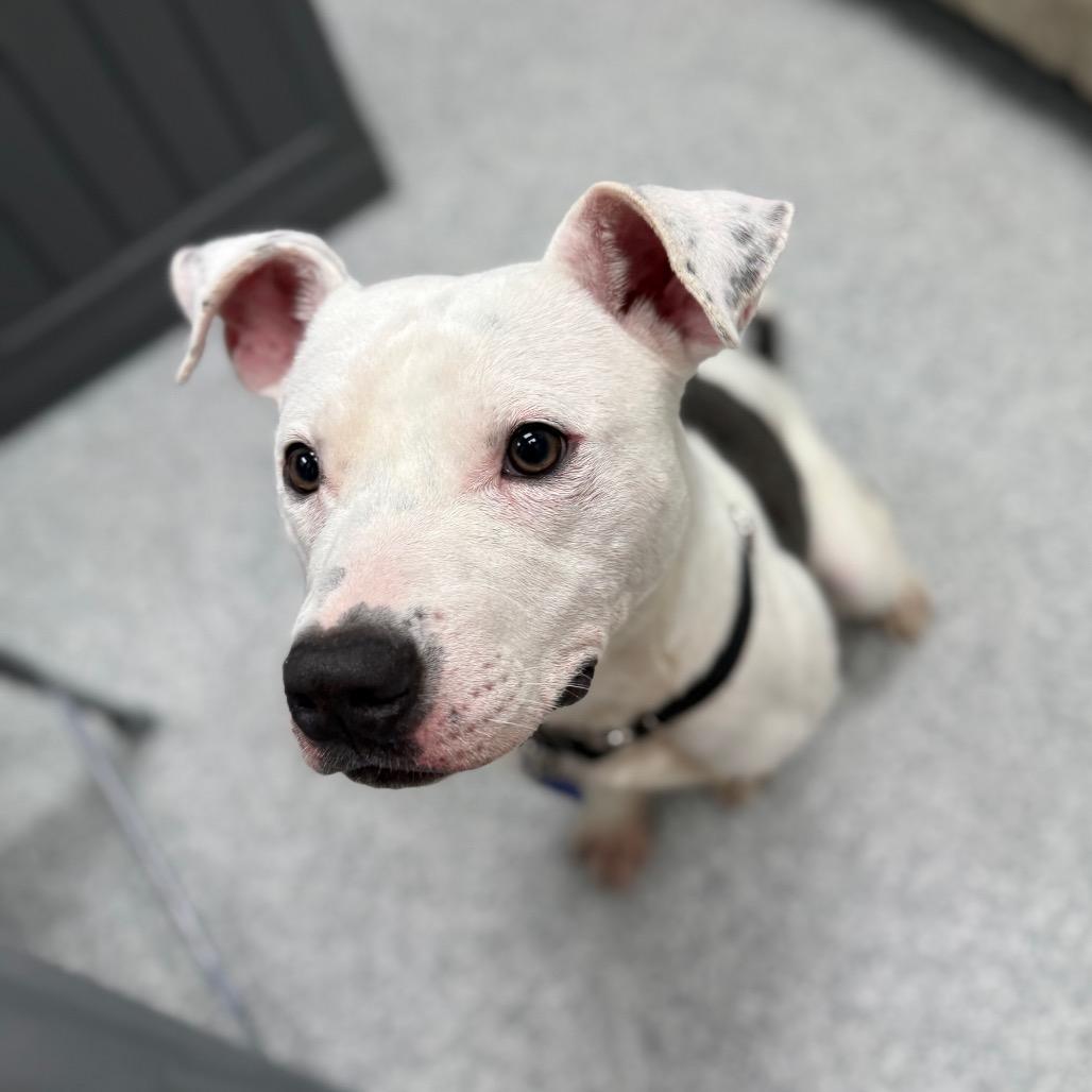 Enlarge Mark, a Adoptable mixed breed in Monticello, IA image 4/6