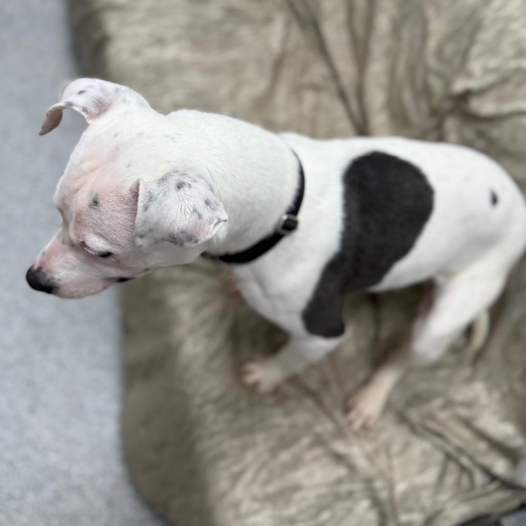 Enlarge Mark, a Adoptable mixed breed in Monticello, IA image 3/6