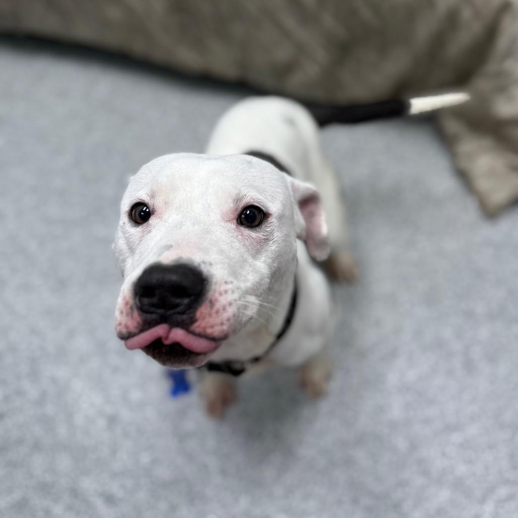 Enlarge Mark, a Adoptable mixed breed in Monticello, IA image 2/6