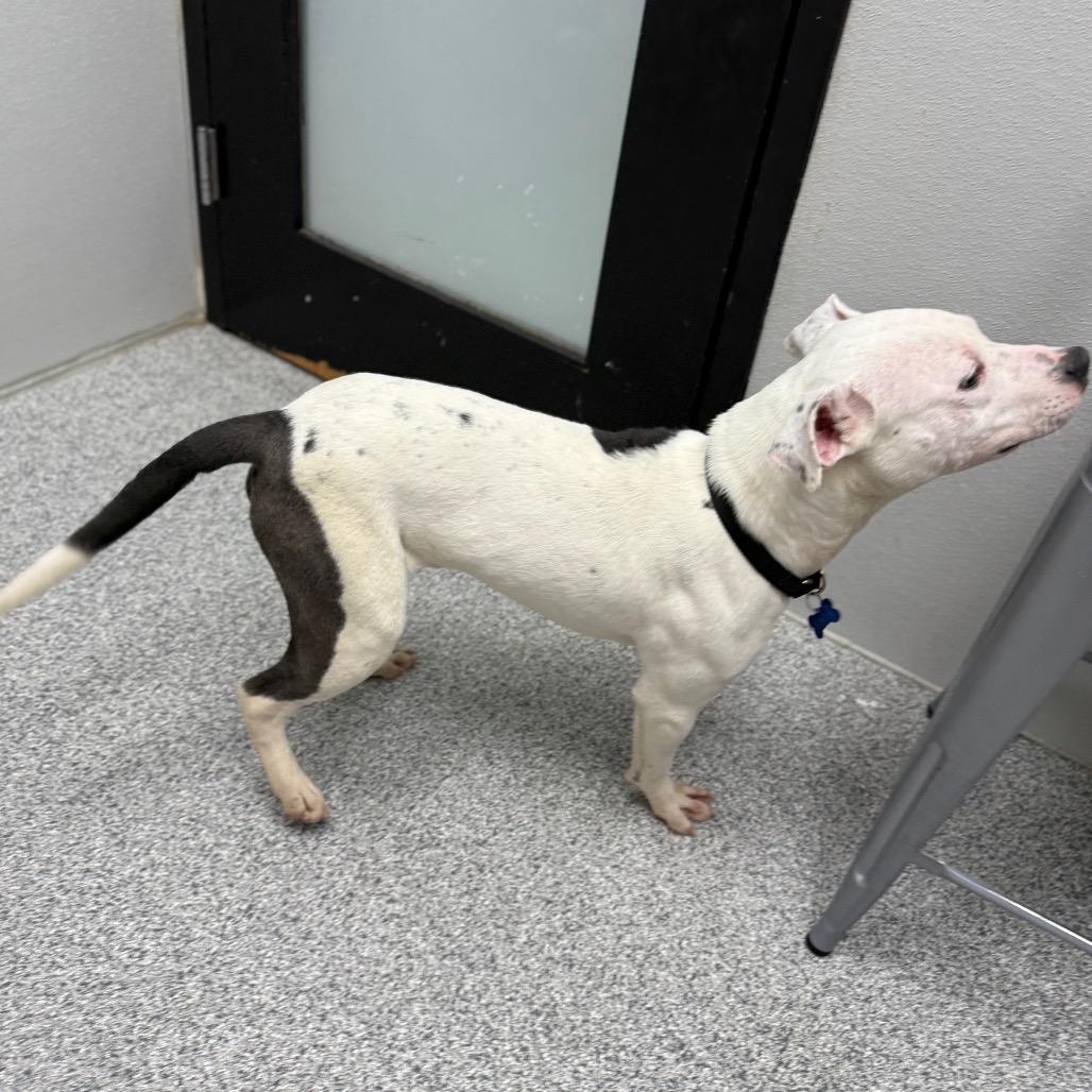 Enlarge Mark, a Adoptable mixed breed in Monticello, IA image 6/6