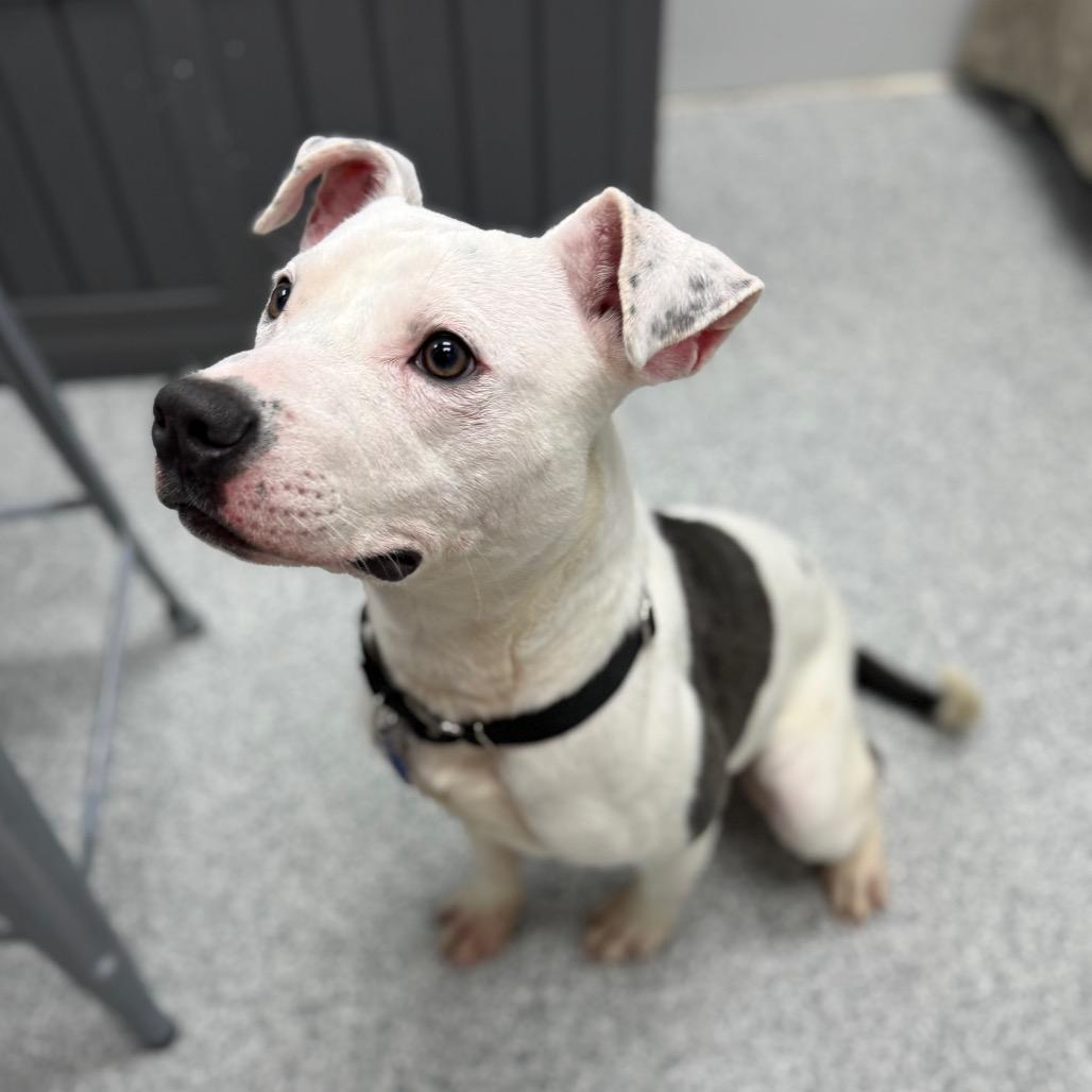 Enlarge Mark, a Adoptable mixed breed in Monticello, IA image 5/6