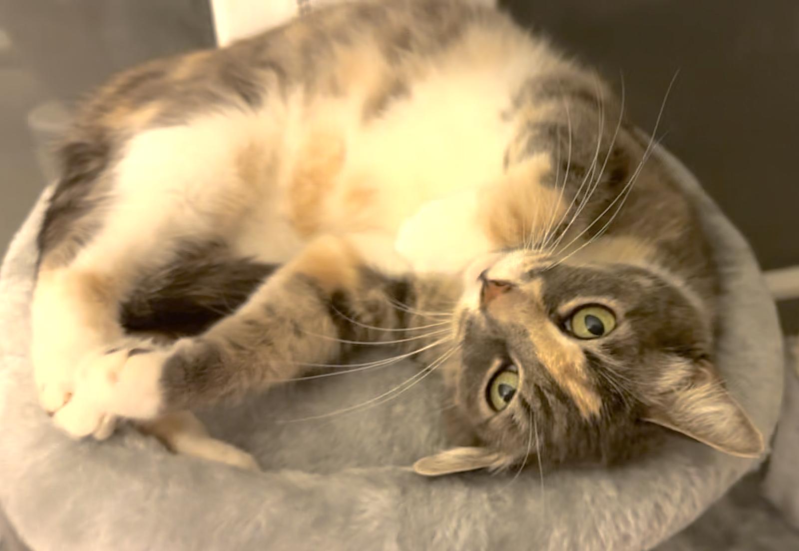 Enlarge Camille, a Adoptable mixed breed in Los Angeles, CA image 1/3