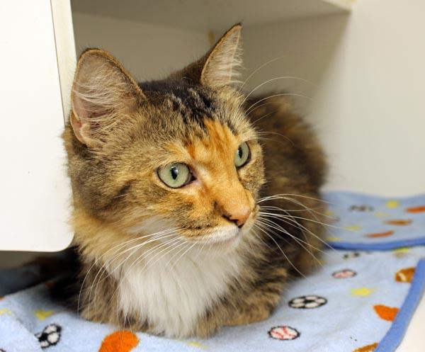 Enlarge Pearl, a ADOPTABLE Domestic Long Hair in Mansfield, MA image 1/4
