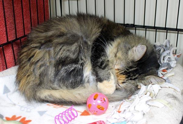 Enlarge Pearl, a ADOPTABLE Domestic Long Hair in Mansfield, MA image 4/4
