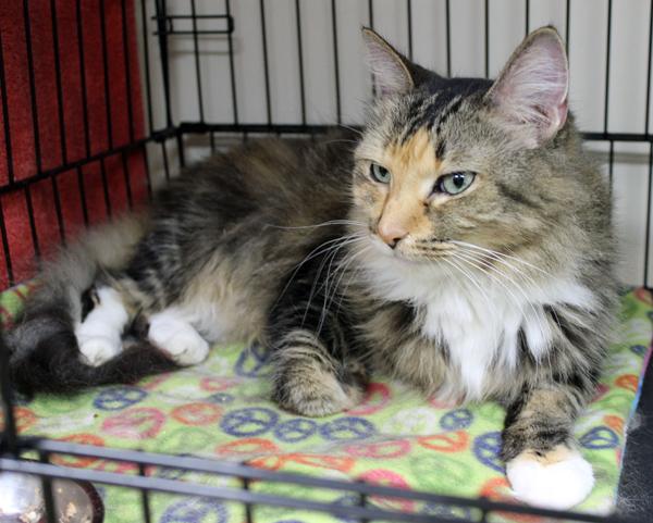 Enlarge Pearl, a ADOPTABLE Domestic Long Hair in Mansfield, MA image 3/4