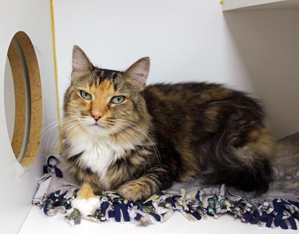 Enlarge Pearl, a ADOPTABLE Domestic Long Hair in Mansfield, MA image 2/4
