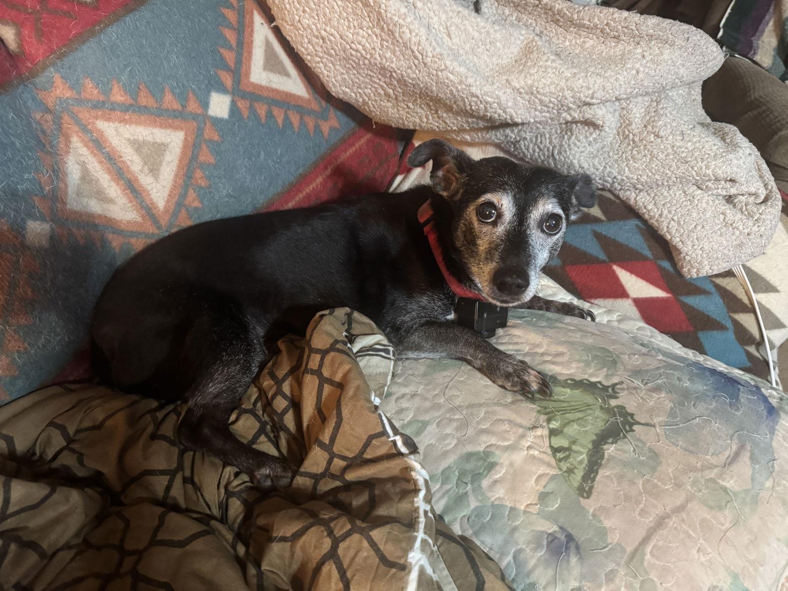 Lucy, Adoptable, Senior Female Basset Hound & Terrier.