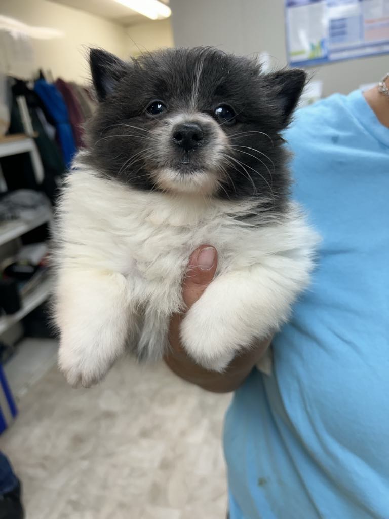 Dog for adoption Tater, a Pomeranian in Trenton, MO Petfinder