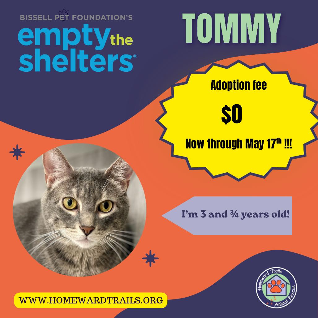 Tommy, Adoptable, Adult Male Domestic Short Hair.