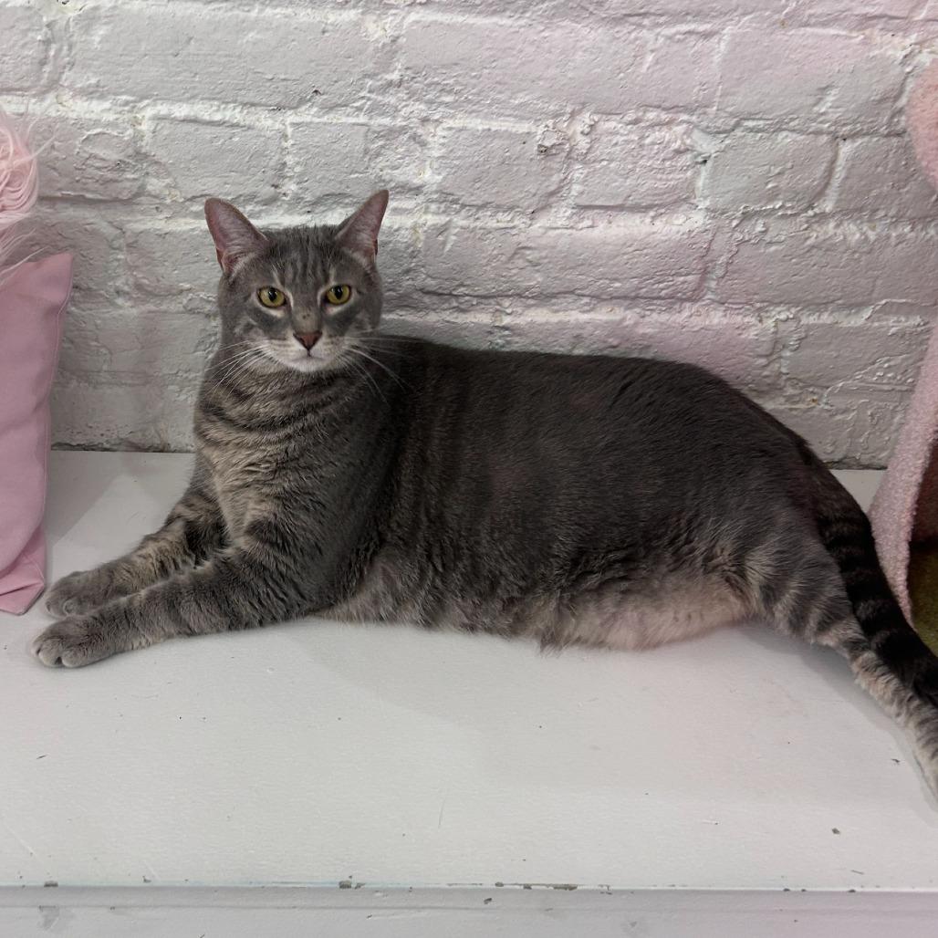 Enlarge Tommy, a Adoptable Domestic Short Hair in Fairfax Station, VA image 1/4