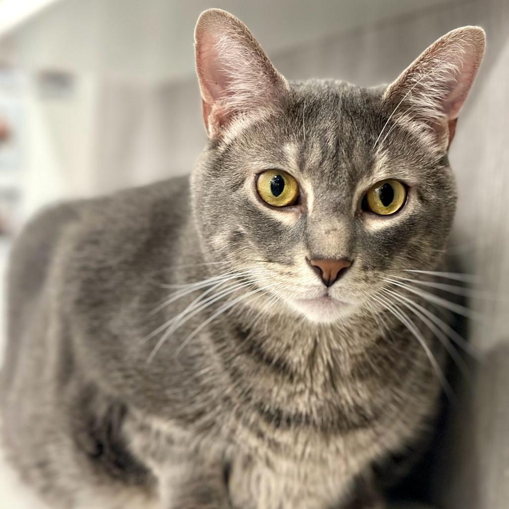 Enlarge Tommy, a Adoptable Domestic Short Hair in Fairfax Station, VA image 2/4