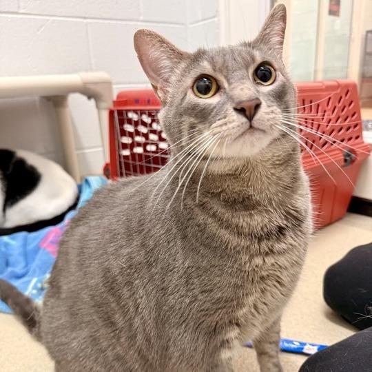 Enlarge Tommy, a Adoptable Domestic Short Hair in Fairfax Station, VA image 3/4