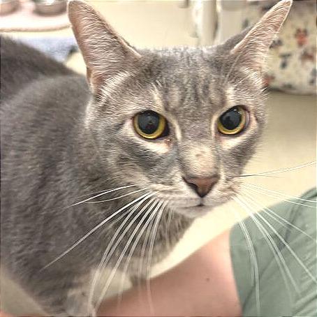 Enlarge Tommy, a Adoptable Domestic Short Hair in Fairfax Station, VA image 4/4
