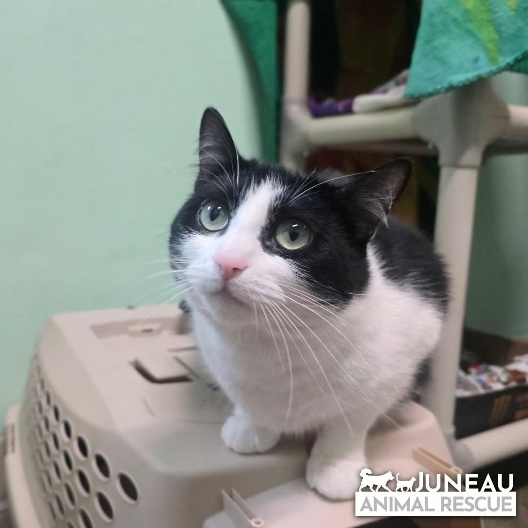 Ellie, a Adoptable Domestic Short Hair in Haines, AK image 1/2