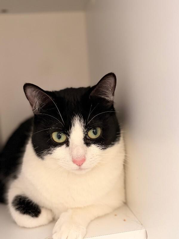 Ellie, a Adoptable Domestic Short Hair in Haines, AK image 2/2