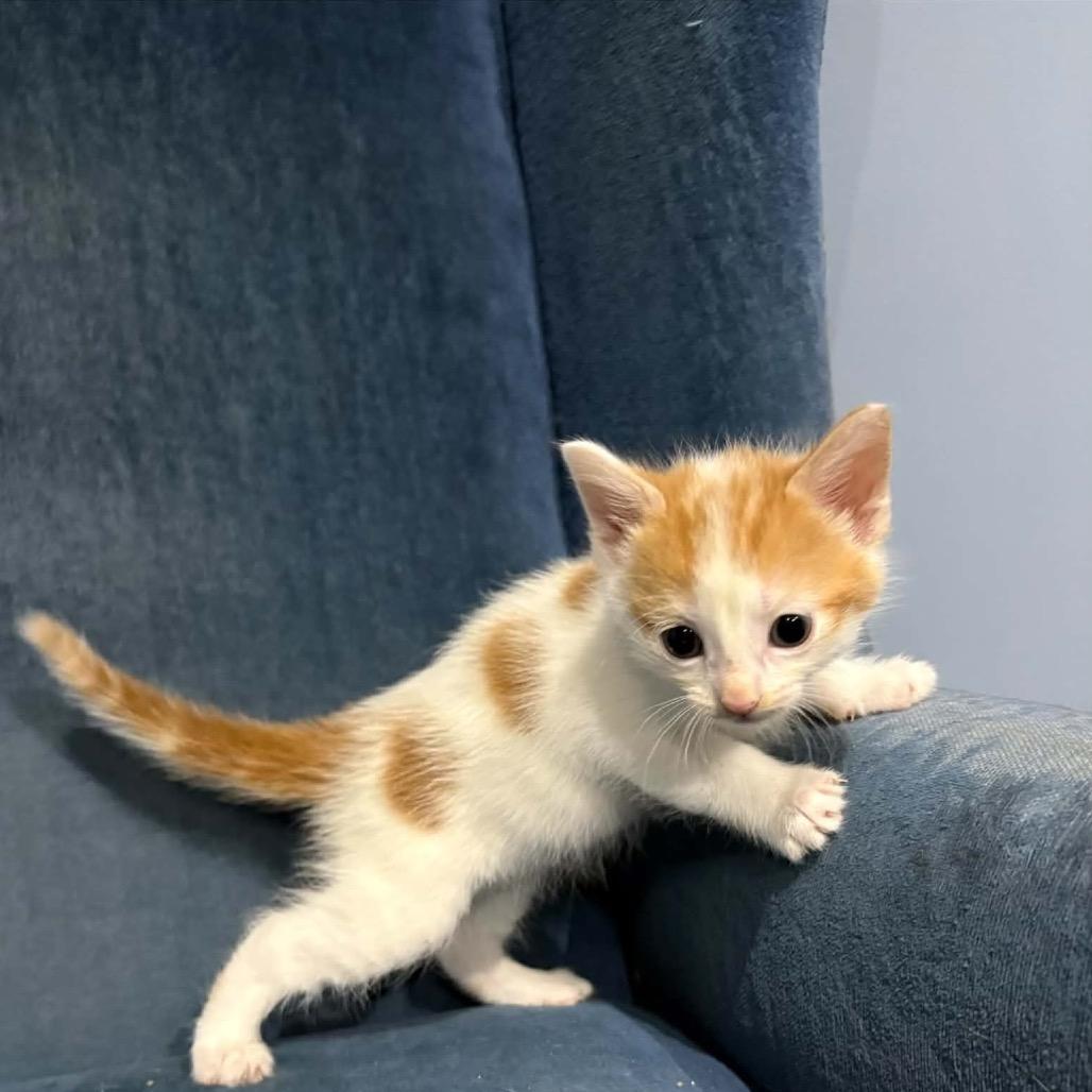 Valencia, Adoptable, Kitten Female Domestic Short Hair.