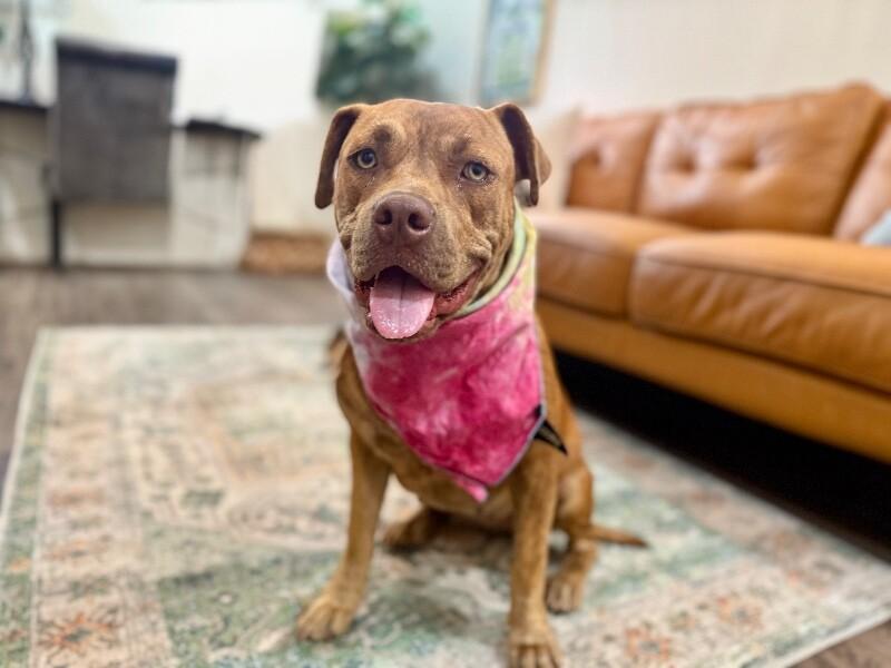 Dolly Lolly the Loveable Snuggle Queen — thumbnail 2