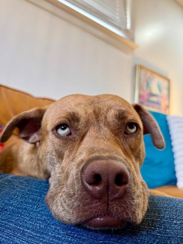 Dolly Lolly the Loveable Snuggle Queen — thumbnail 5