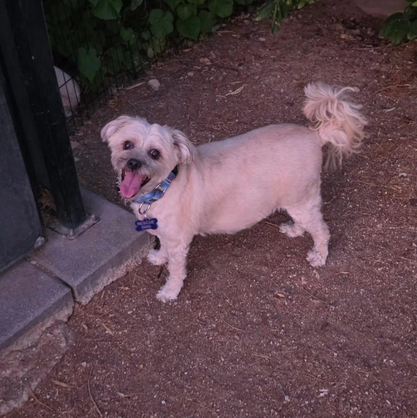Chyna, Adoptable, Young Female Maltese & Poodle.