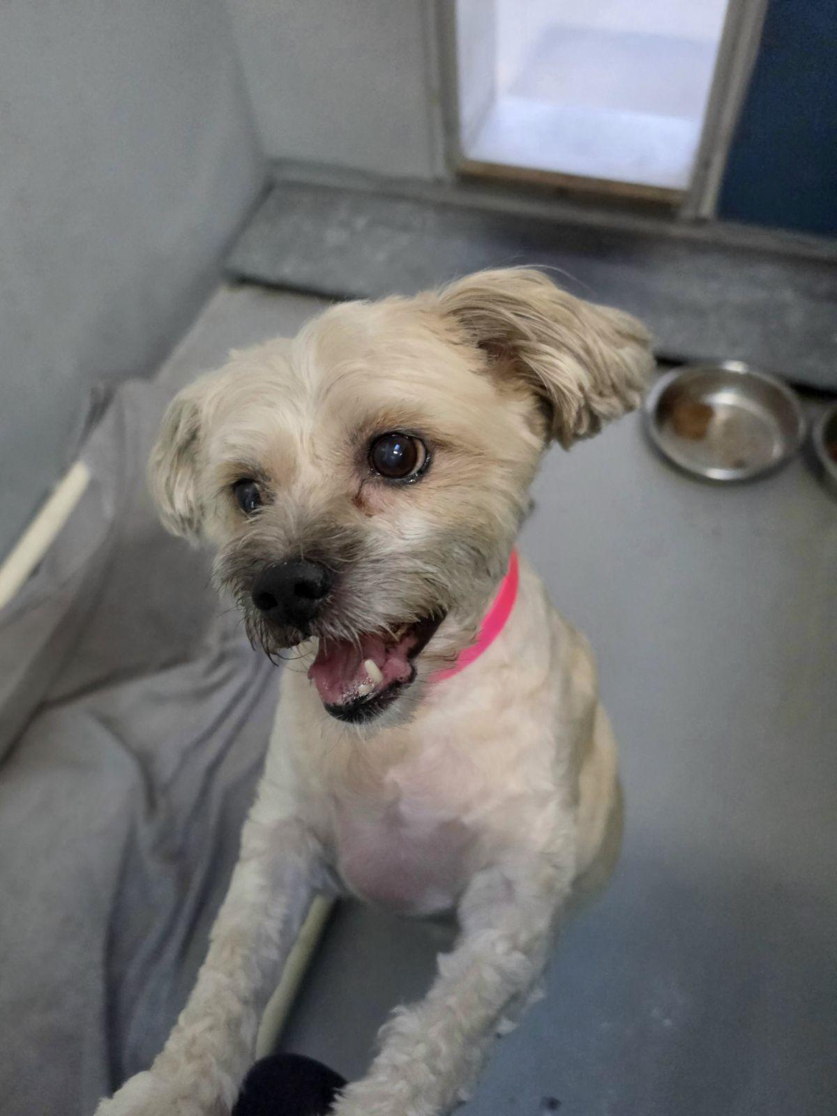 Enlarge Chyna, a Adoptable mixed breed in Las Vegas, NV image 2/3