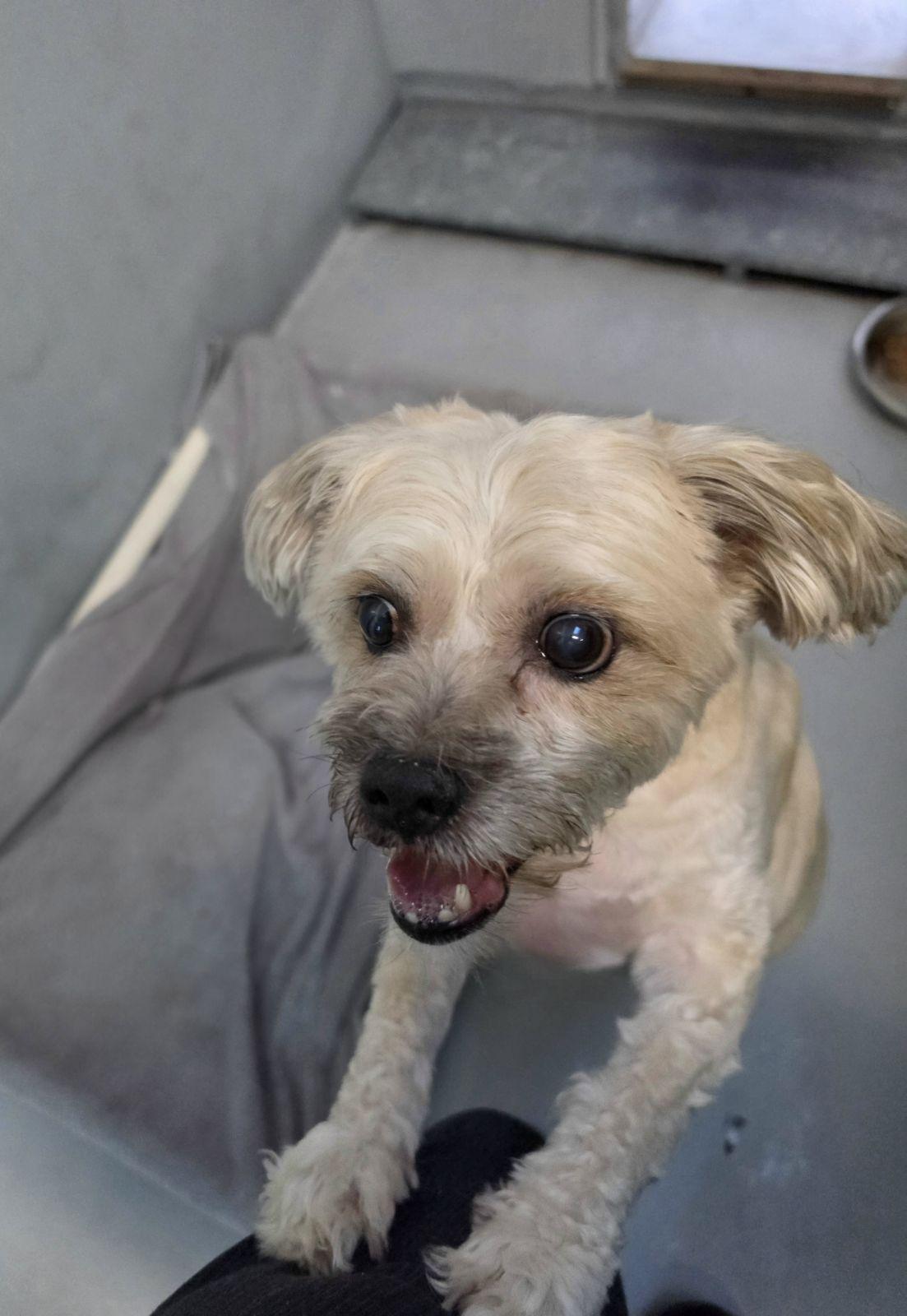 Enlarge Chyna, a Adoptable mixed breed in Las Vegas, NV image 3/3