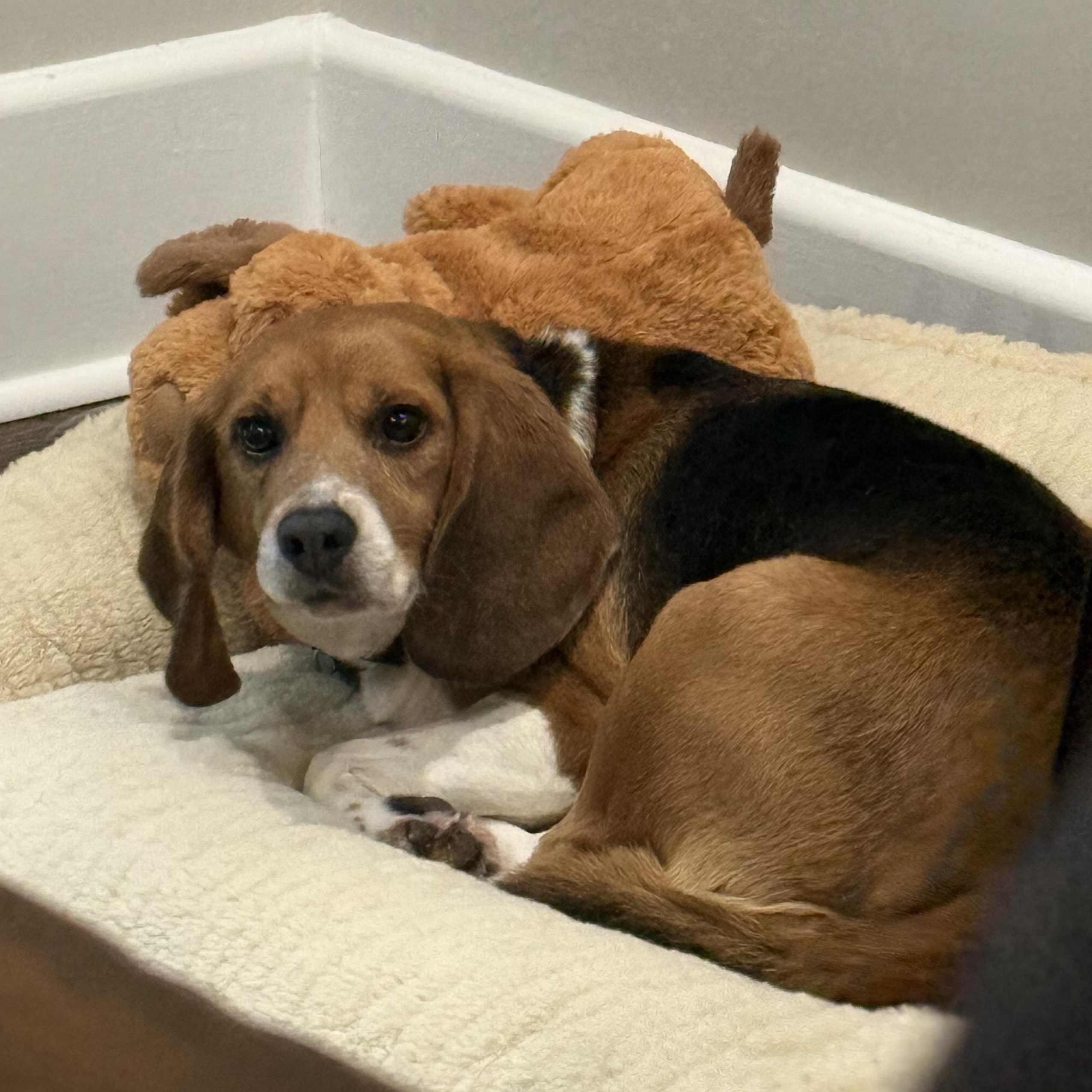 Enlarge Kirby, a Adopted Beagle in Grayslake, IL image 2/5