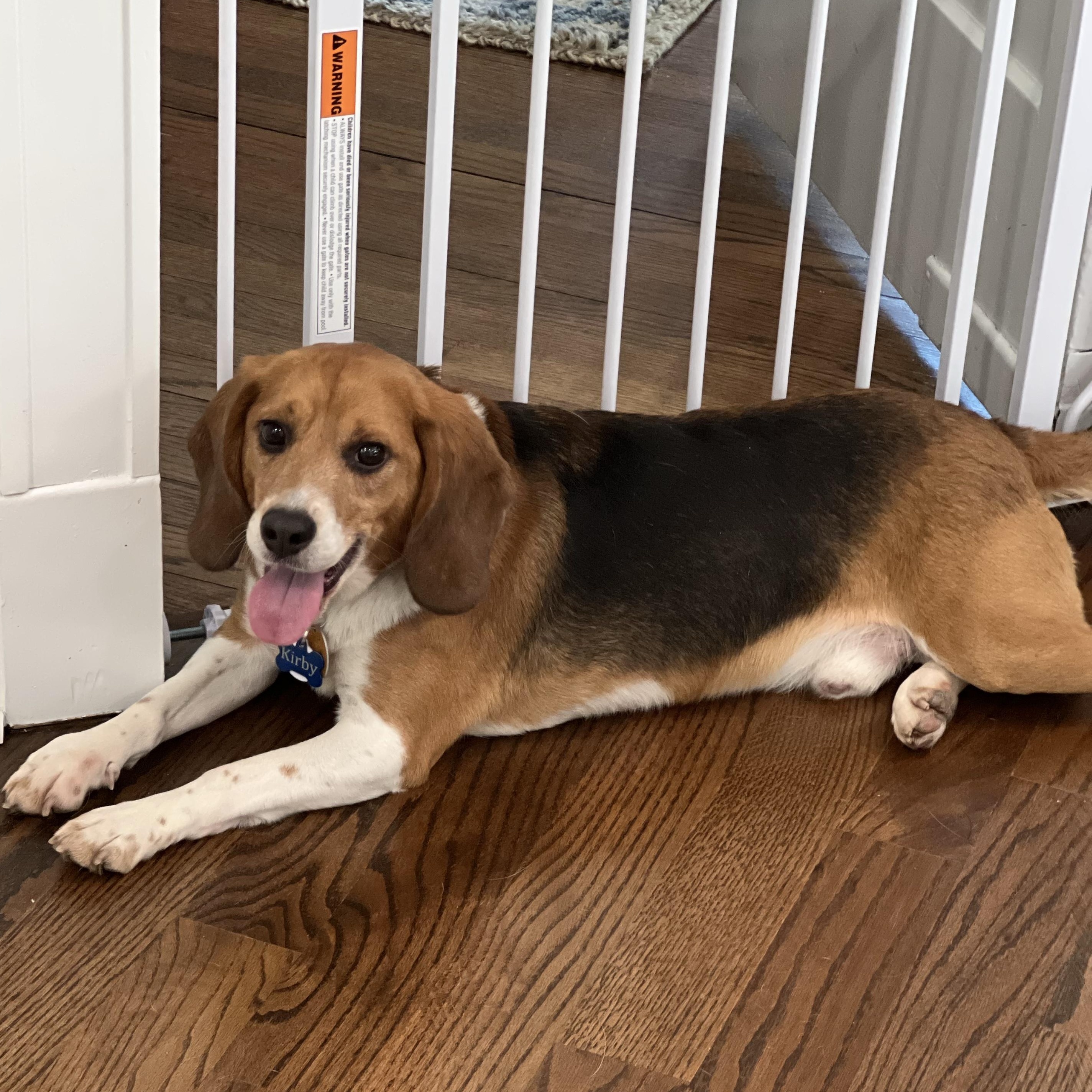 Enlarge Kirby, a Adopted Beagle in Grayslake, IL image 3/5