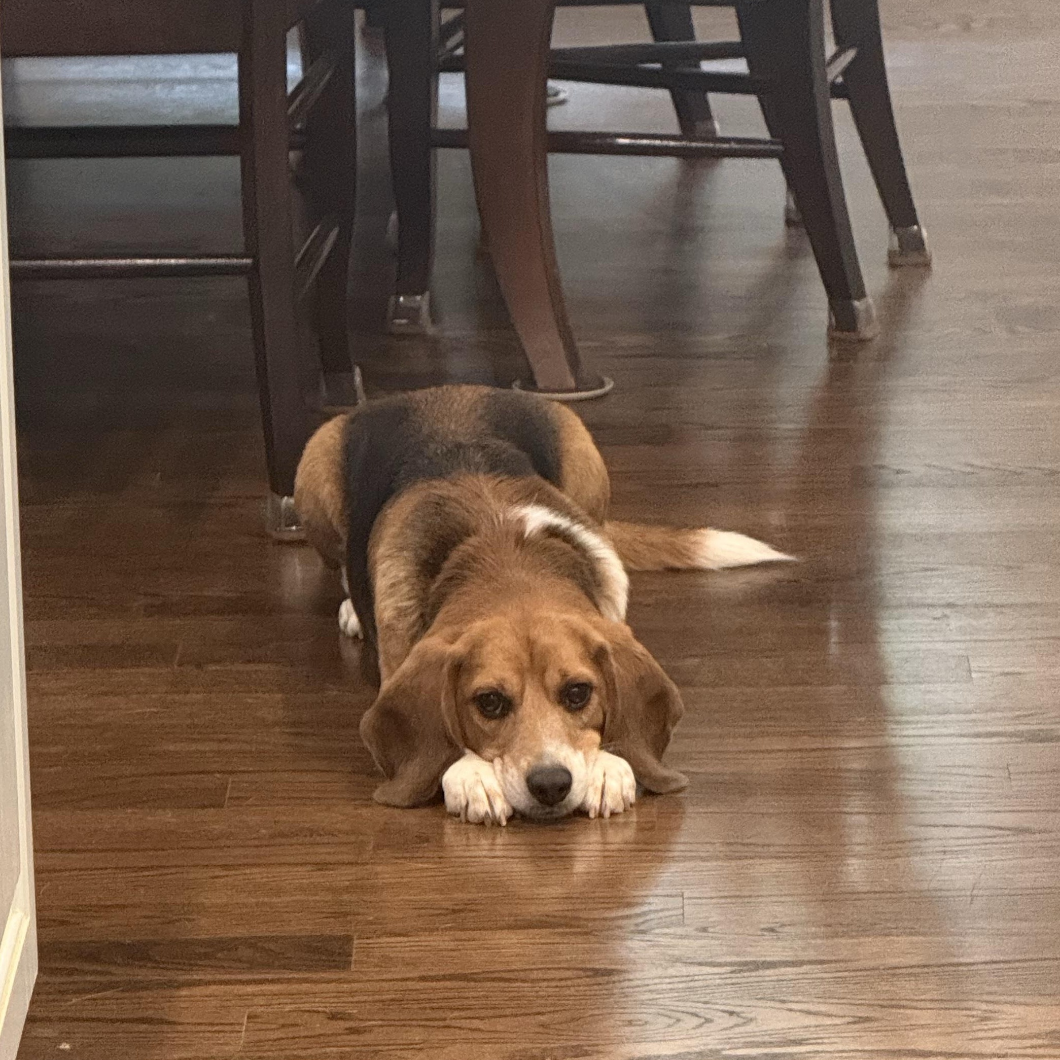 Enlarge Kirby, a Adopted Beagle in Grayslake, IL image 4/5