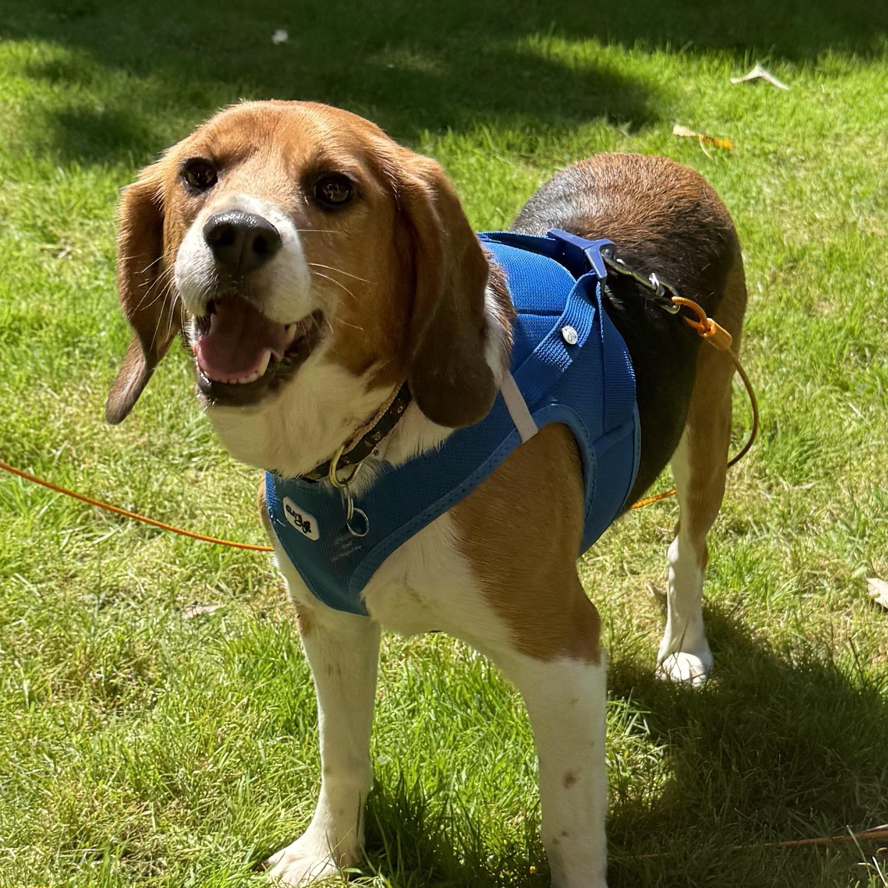 Kirby, Adopted, Adult Male Beagle.