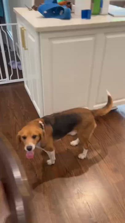 Enlarge Kirby, a Adopted Beagle in Grayslake, IL video 5/5