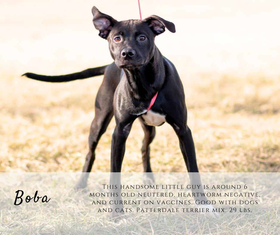 Boba, ADOPTABLE, Young Male Patterdale Terrier / Fell Terrier.
