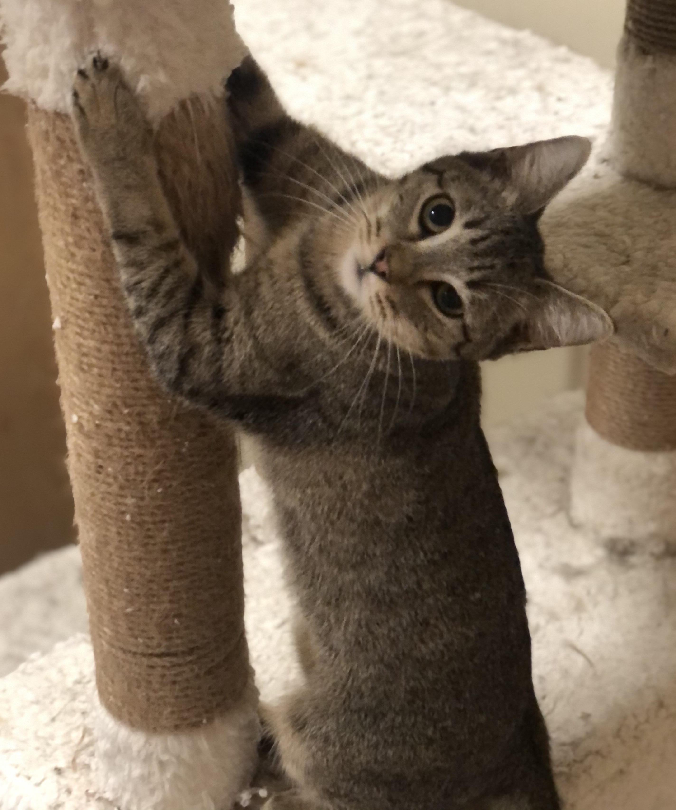 Chopper, adoptable, Young Male Domestic Short Hair.