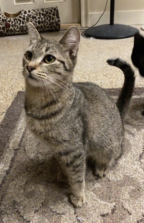 Chopper, an adoptable Domestic Short Hair in Montgomery, AL image 2/6