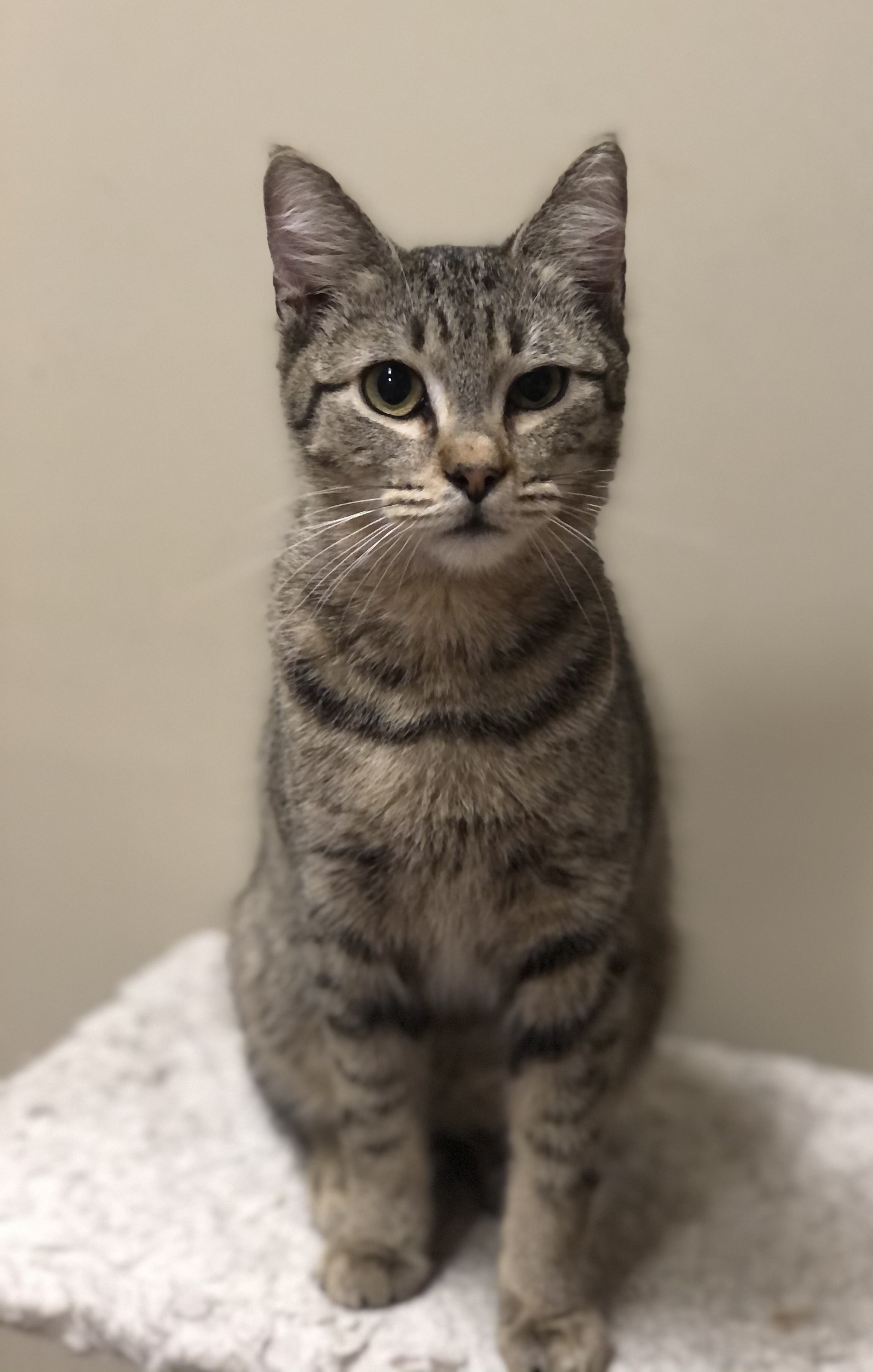 Chopper, an adoptable Domestic Short Hair in Montgomery, AL image 3/6