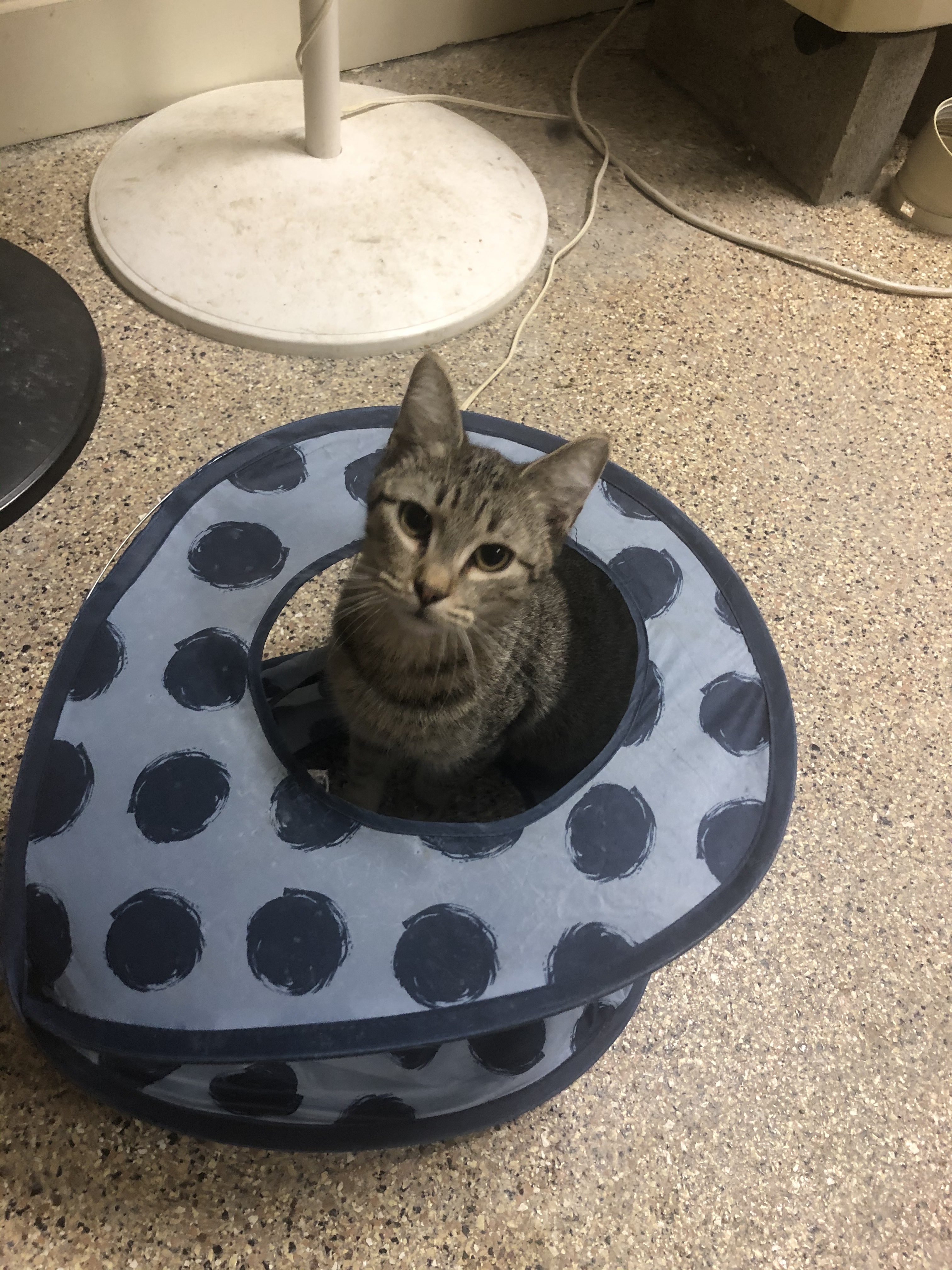 Chopper, an adoptable Domestic Short Hair in Montgomery, AL image 4/6