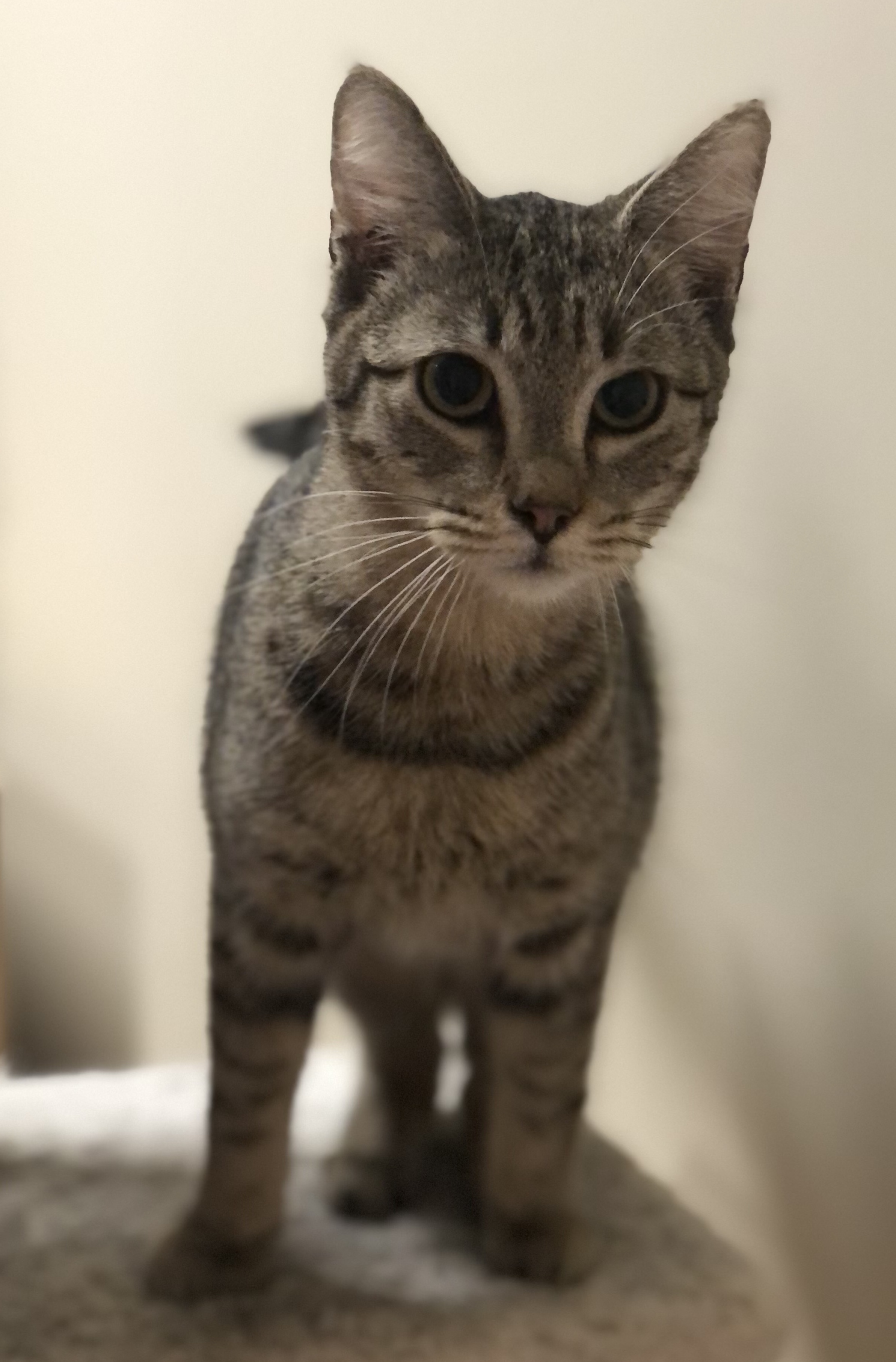 Chopper, an adoptable Domestic Short Hair in Montgomery, AL image 5/6