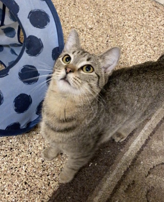 Chopper, an adoptable Domestic Short Hair in Montgomery, AL image 6/6