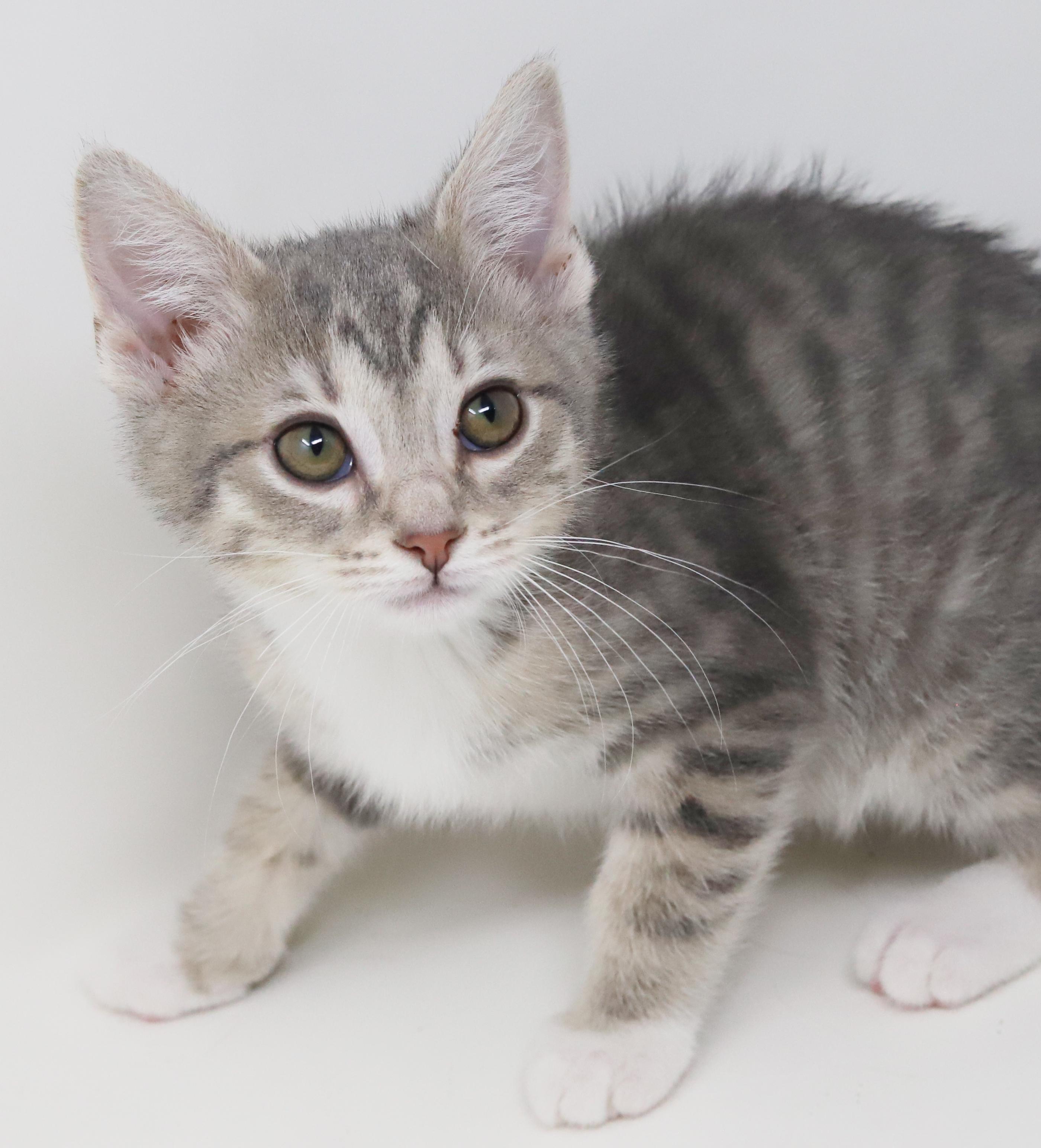 Enlarge Bud is oh so beautiful!  Mini living doll!, an adopted mixed breed in Bedford Hills, NY image 4/6