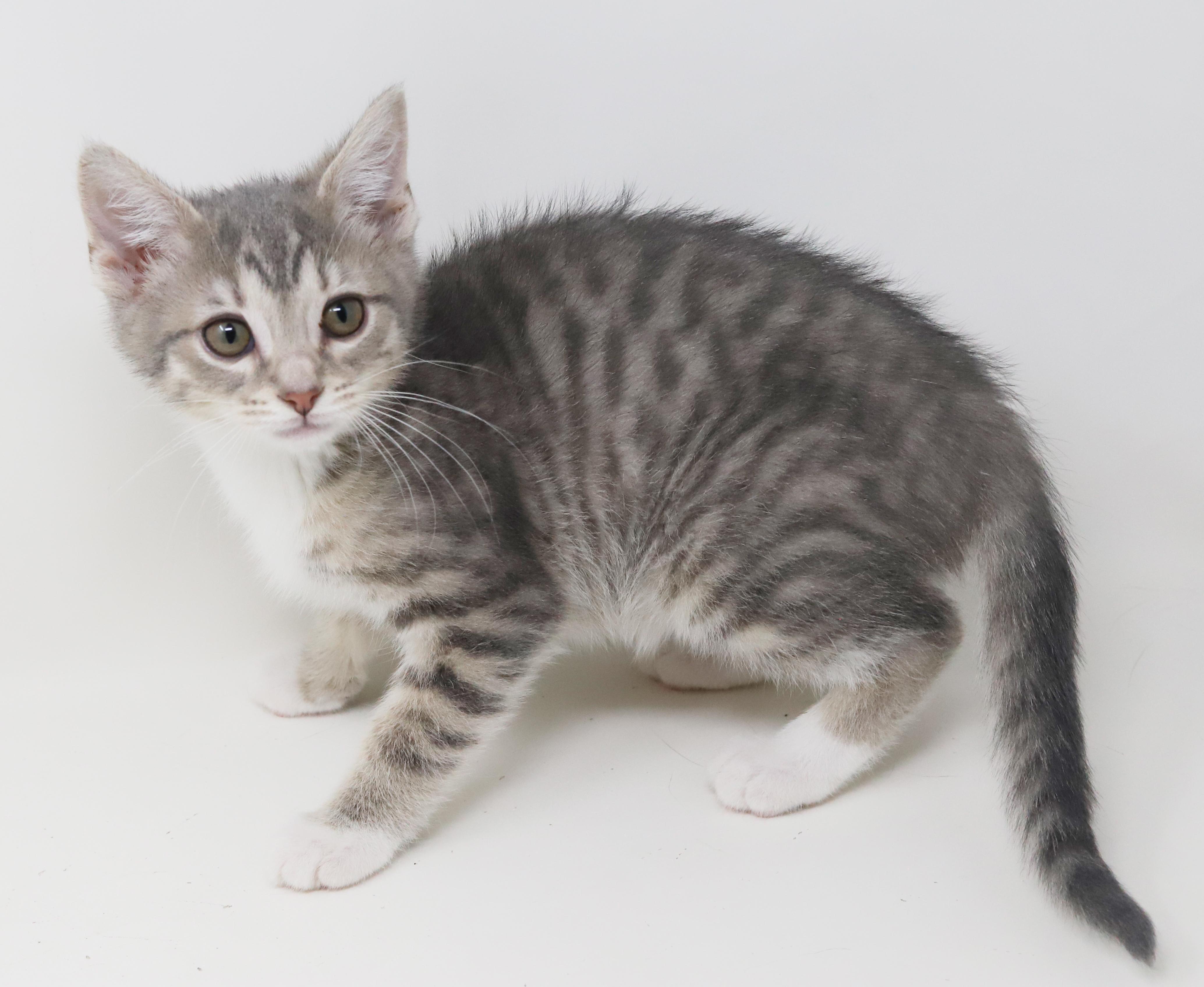 Enlarge Bud is oh so beautiful!  Mini living doll!, an adopted mixed breed in Bedford Hills, NY image 2/6