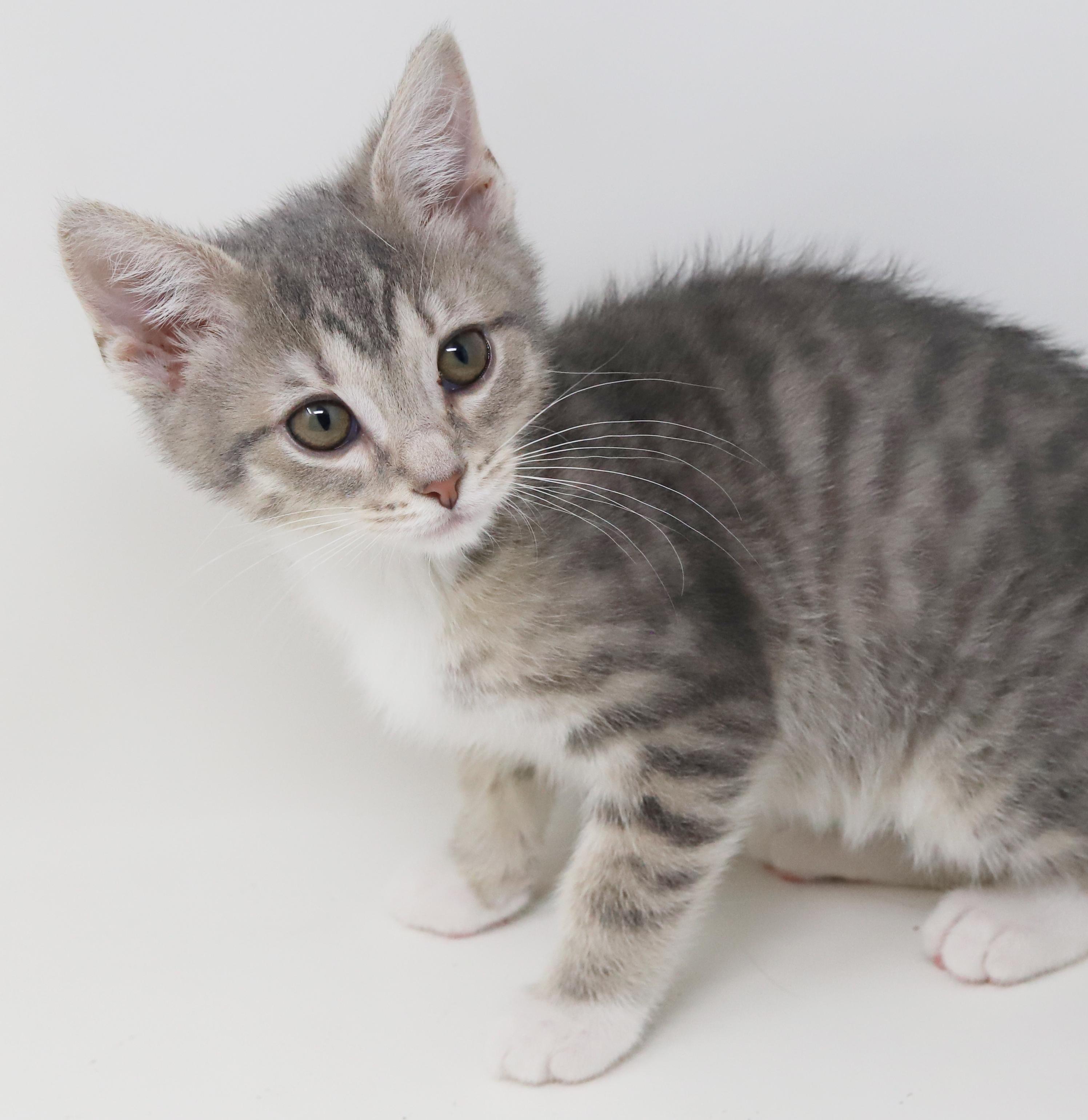 Enlarge Bud is oh so beautiful!  Mini living doll!, an adopted mixed breed in Bedford Hills, NY image 6/6