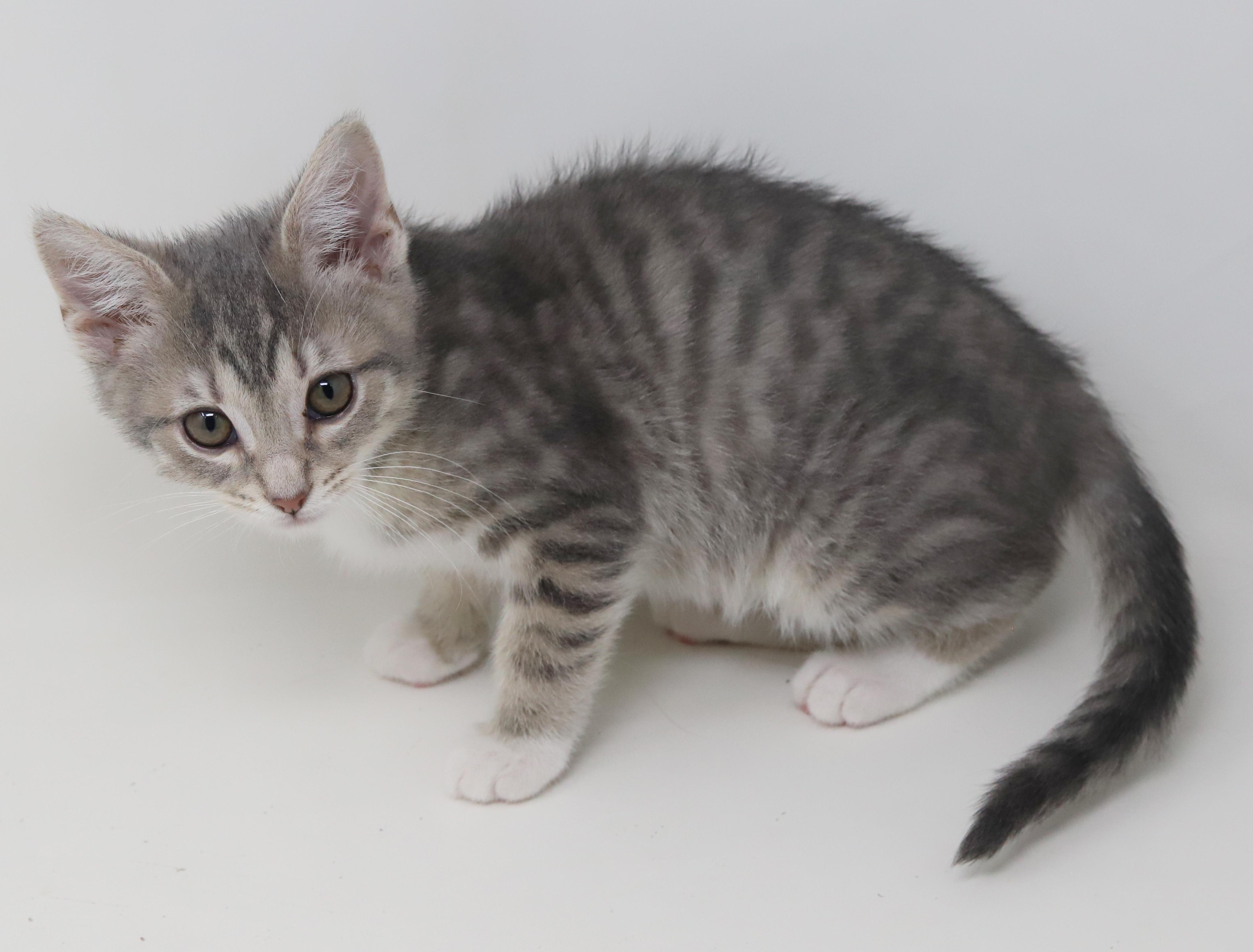 Enlarge Bud is oh so beautiful!  Mini living doll!, an adopted mixed breed in Bedford Hills, NY image 5/6