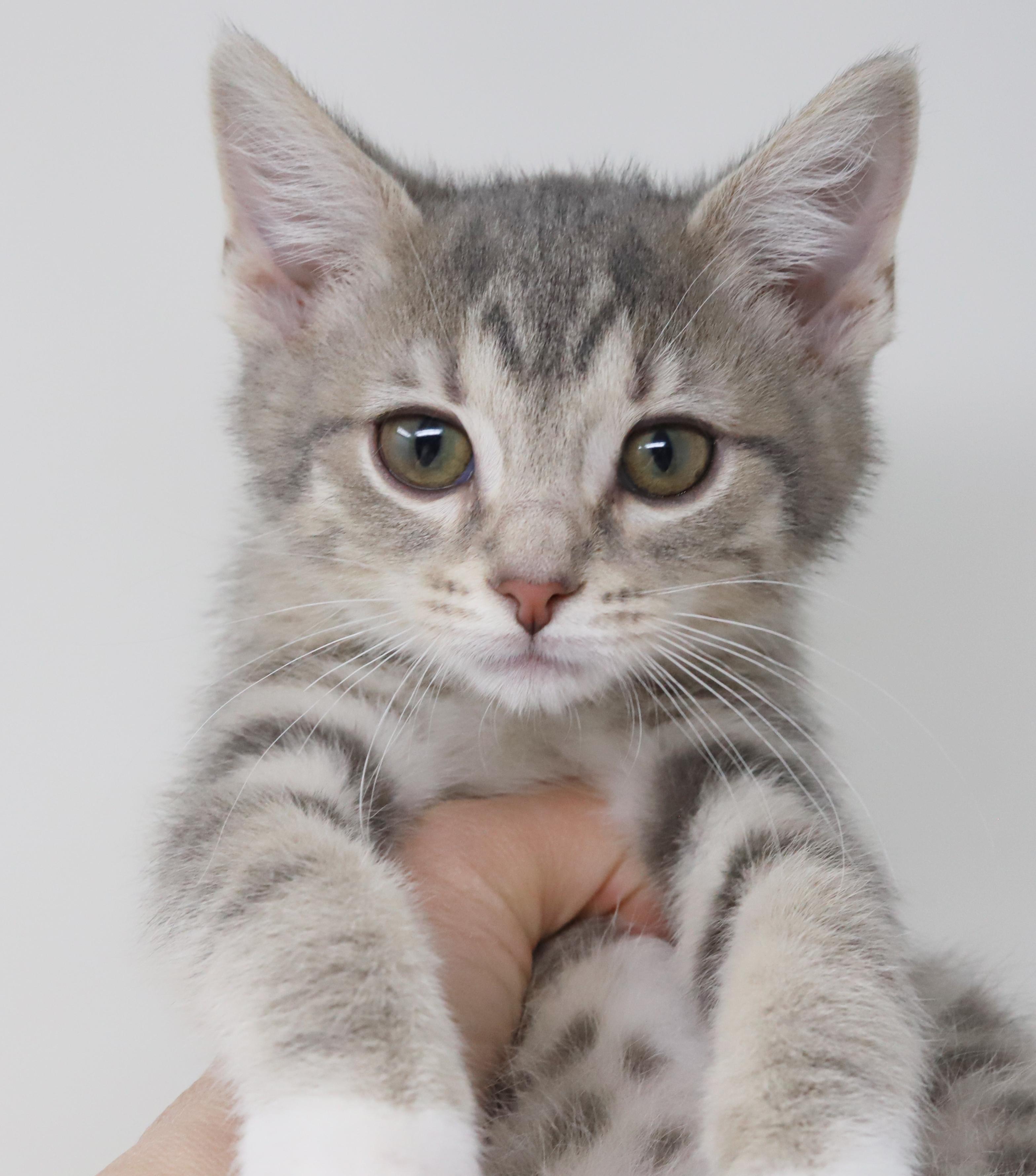 Enlarge Bud is oh so beautiful!  Mini living doll!, an adopted mixed breed in Bedford Hills, NY image 1/6