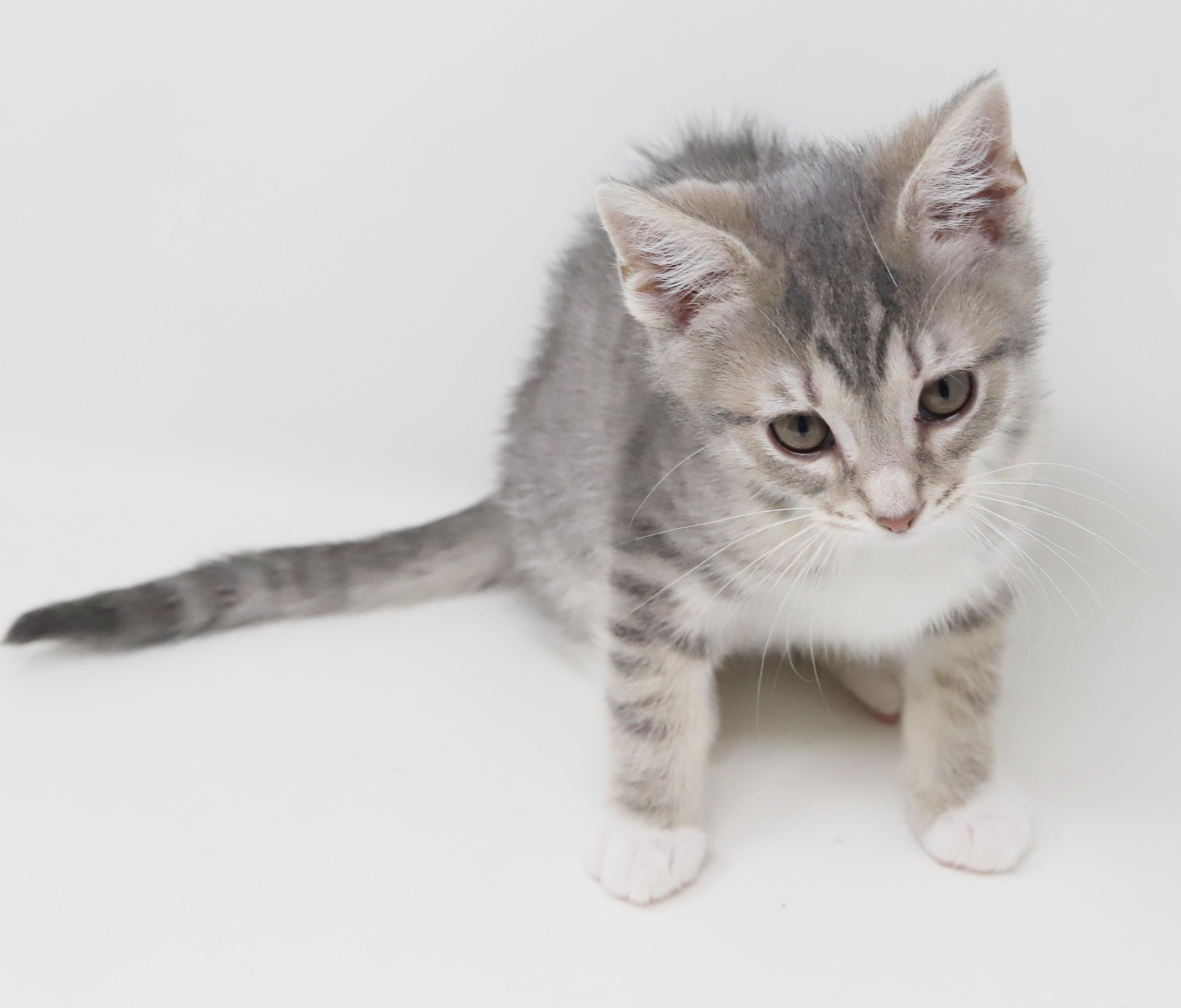 Enlarge Bud is oh so beautiful!  Mini living doll!, an adopted mixed breed in Bedford Hills, NY image 3/6