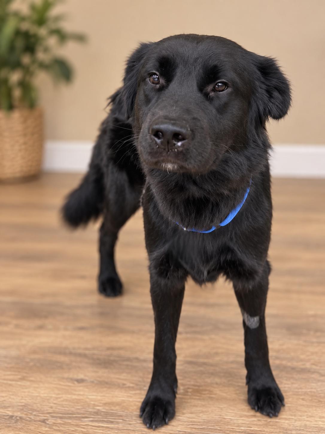 Enlarge Dracula, a Adoptable mixed breed in Tulsa, OK image 2/6