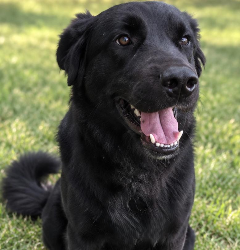 Enlarge Dracula, a Adoptable mixed breed in Tulsa, OK image 1/6